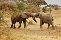 elephant-babies-278525_960_720