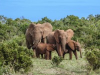 elephant-family-2776148_960_720