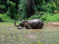 Elephant_Village_Laos