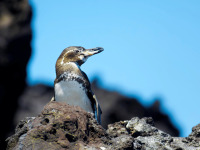 Galapagos_penguin