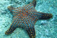 galapagosmarinelife_stellamarina