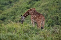 giraffe-3736903_960_720