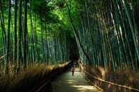 Kyoto, foresta di bambù