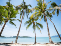 Langkawi_palm