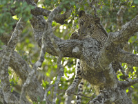 leopard_sri_lanka__1_