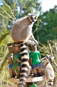 Madagascar_Berenty-lemur-catta