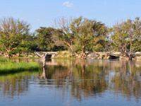 maun