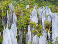 Mulu_National_Park_Malesia