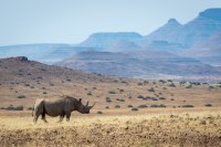 Namibia_RhinoTrust