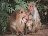 primate_center_sri_lanka__1_