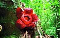 Gunung Gading, rafflesia