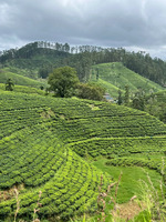 sri_lanka_nuwara_eliya