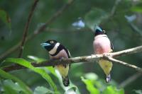 taman_negara_birds