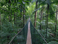 taman_negara_bridge