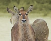 waterbuck-2060408_960_720