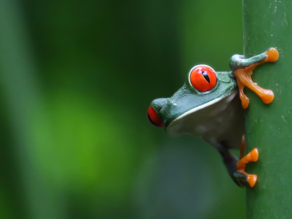 tortuguero