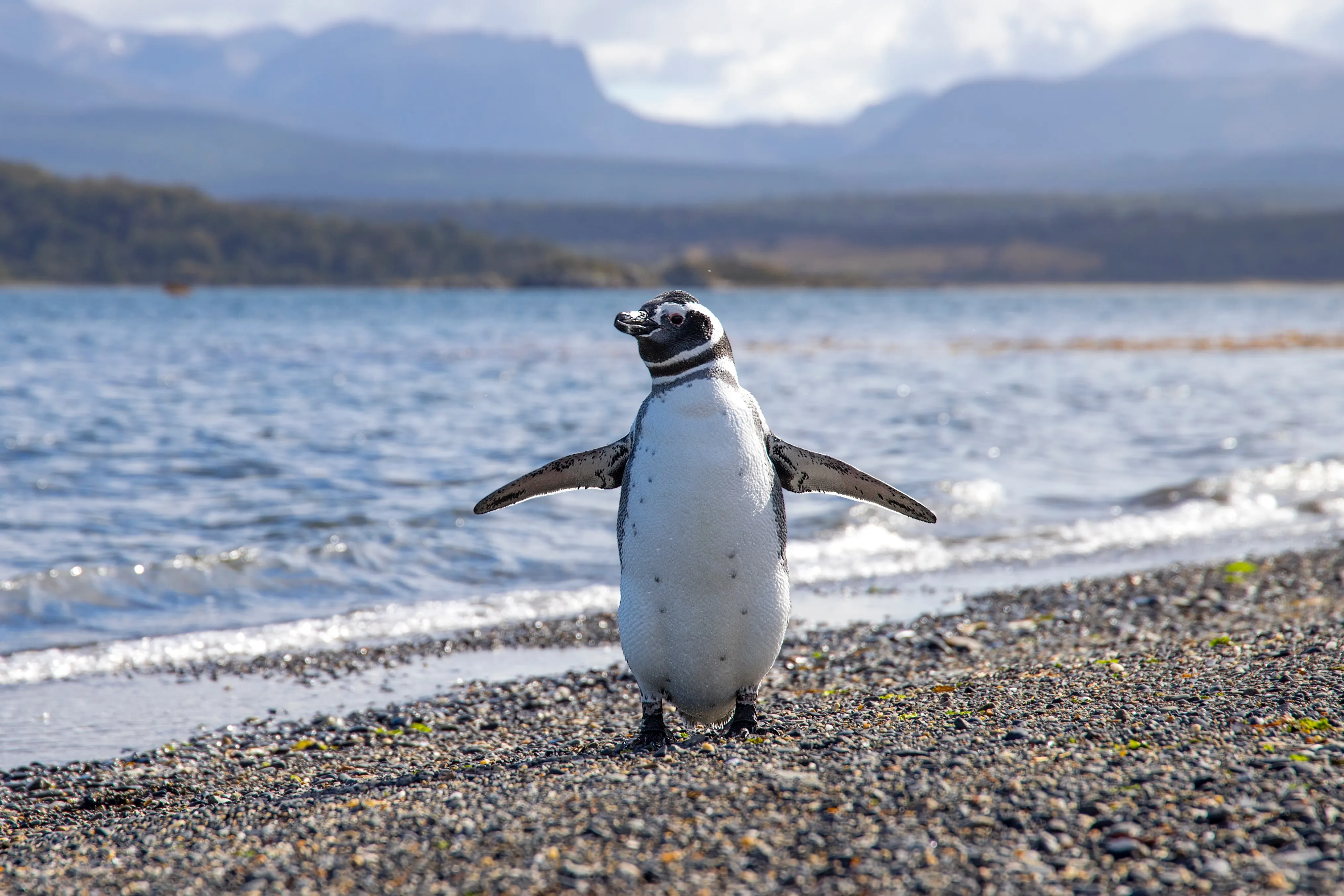 Ushuaia_penguin