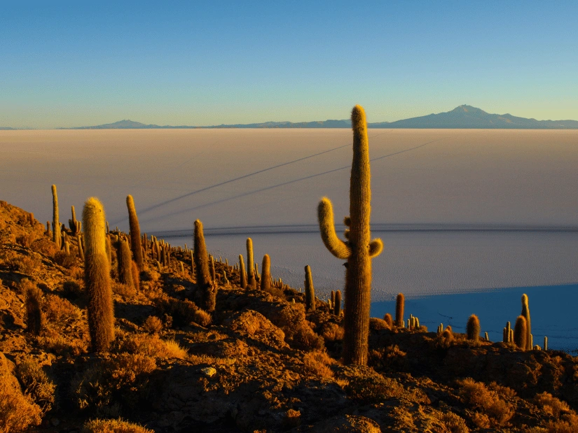 uyuni-cactus