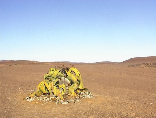 Namibia, Welwitschia mirabilis