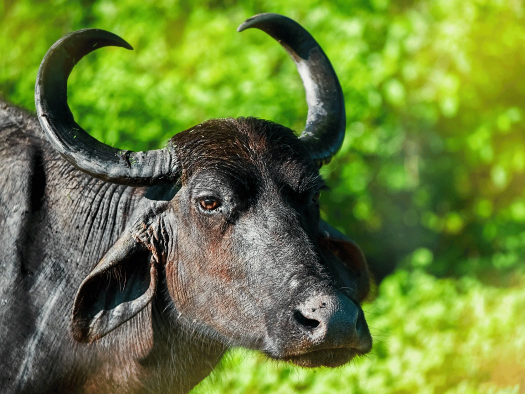 wild_buffalo_sri_lanka