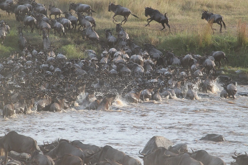 wildebeest-migration-2322110_960_720