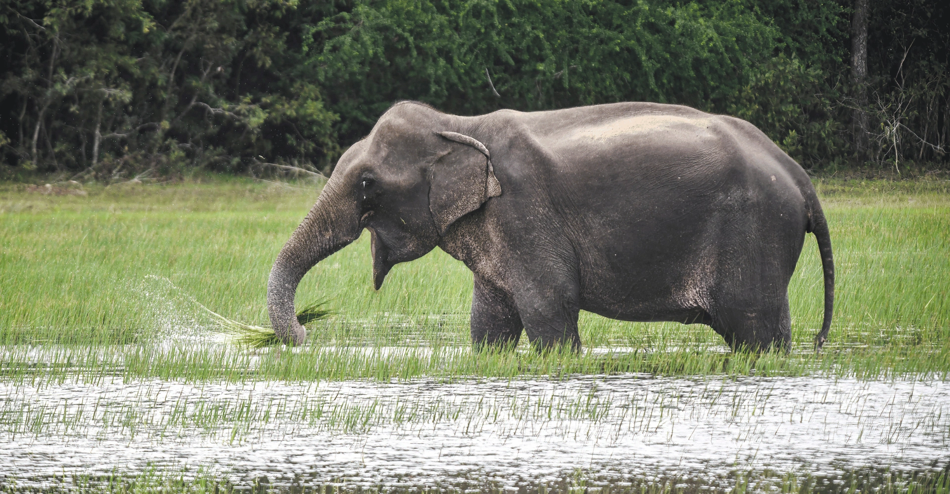 wilpattu_elephant_slider