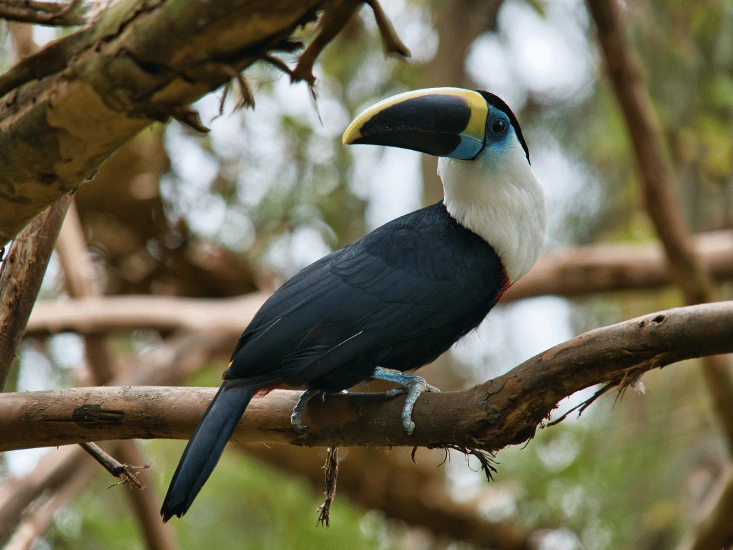 Yasuni_National_Park__2_